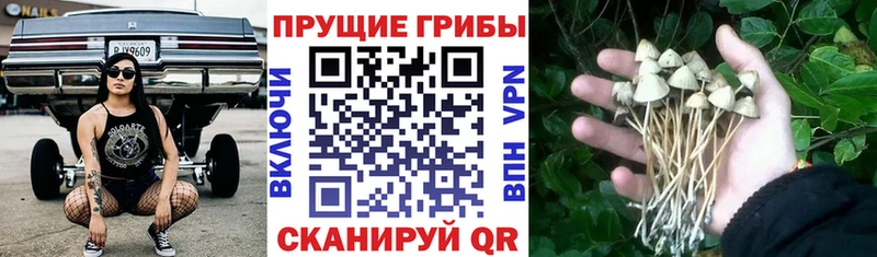 kraken как зайти  Щёлкино  Галлюциногенные грибы GOLDEN TEACHER 